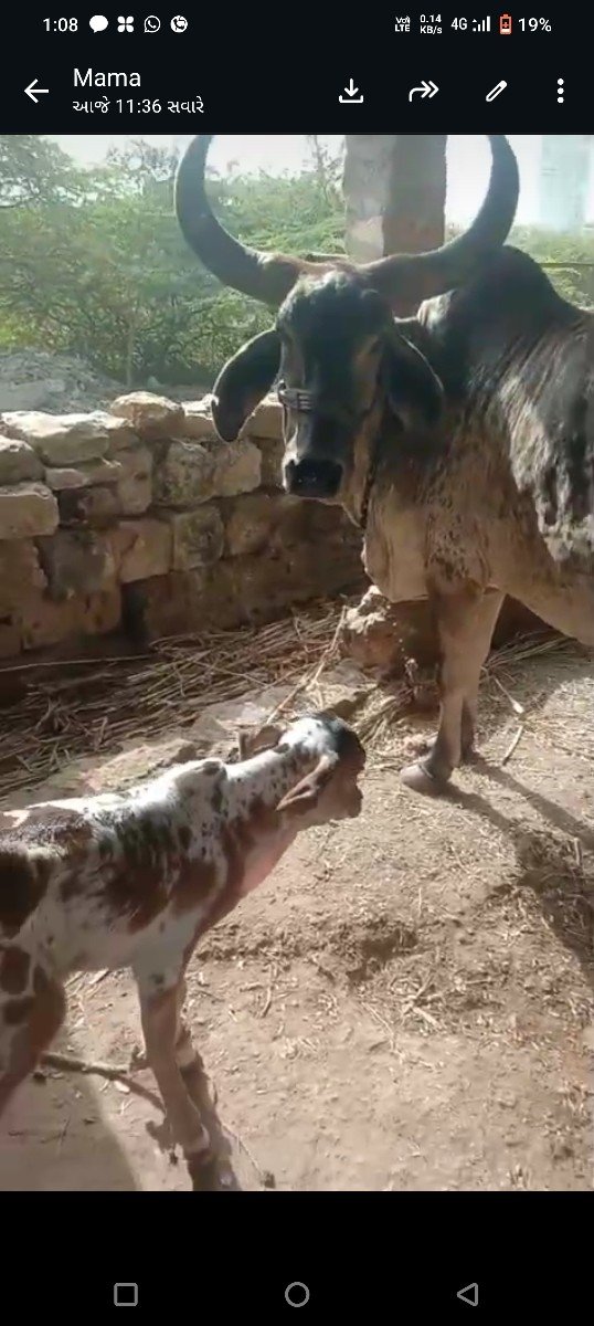 કાવાણી