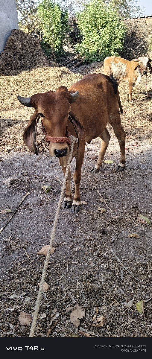 ગીર હોડકી વેચવા ની છે