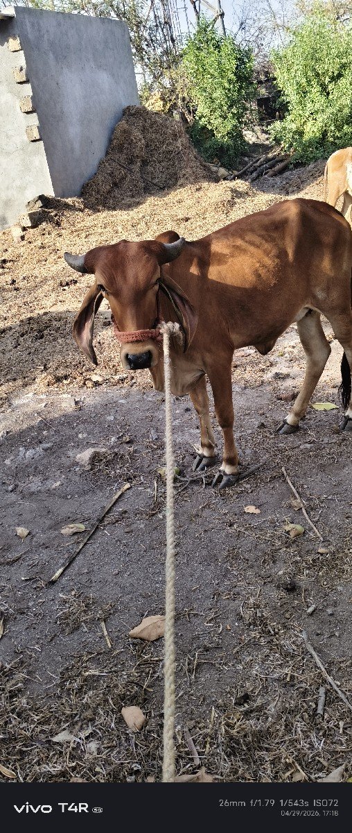 ગીર હોડકી વેચવા ની છે