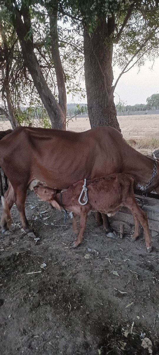 ગાય દેવાની છે