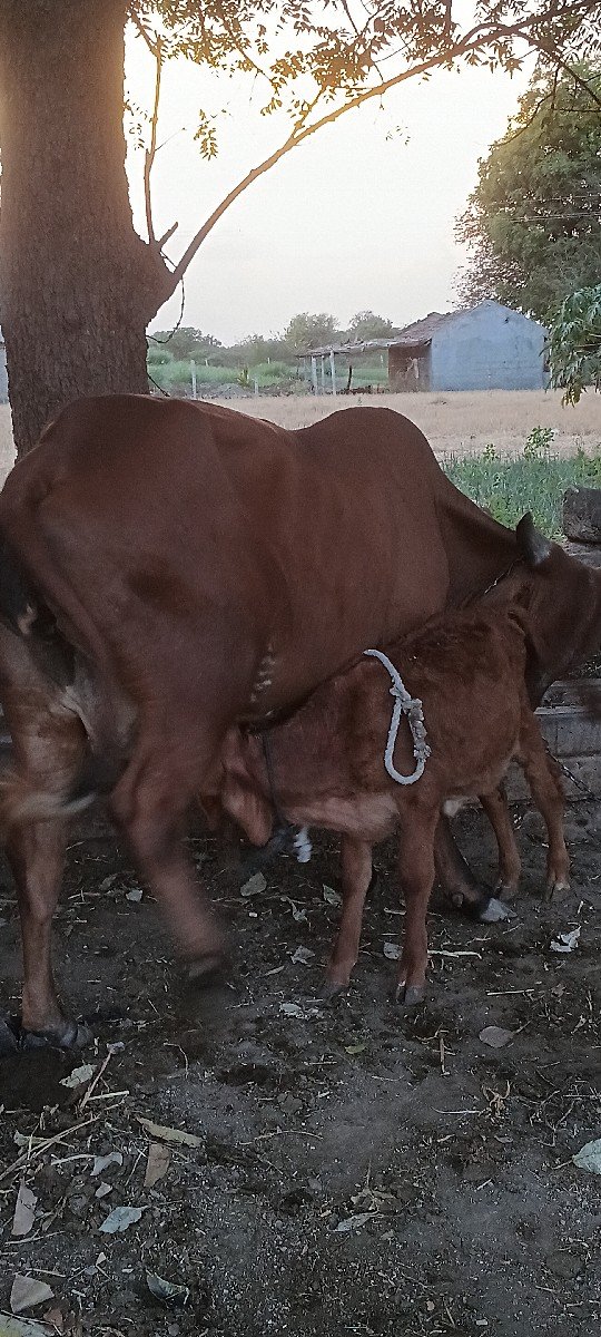 ગાય દેવાની છે