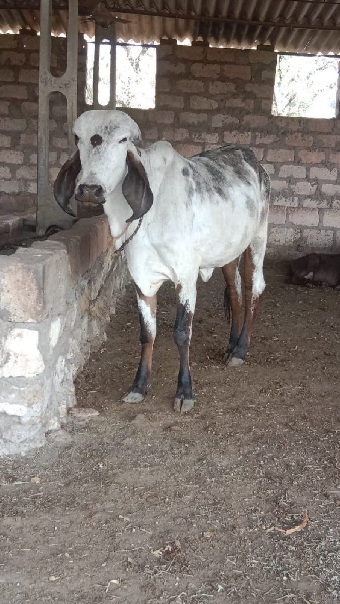ગાય