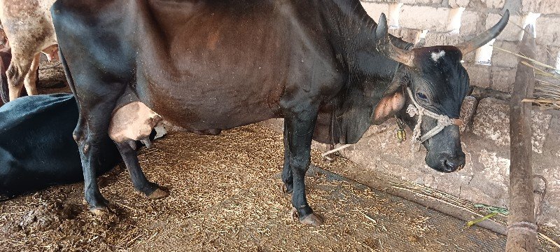 કોચ ગાય વેચાવશે