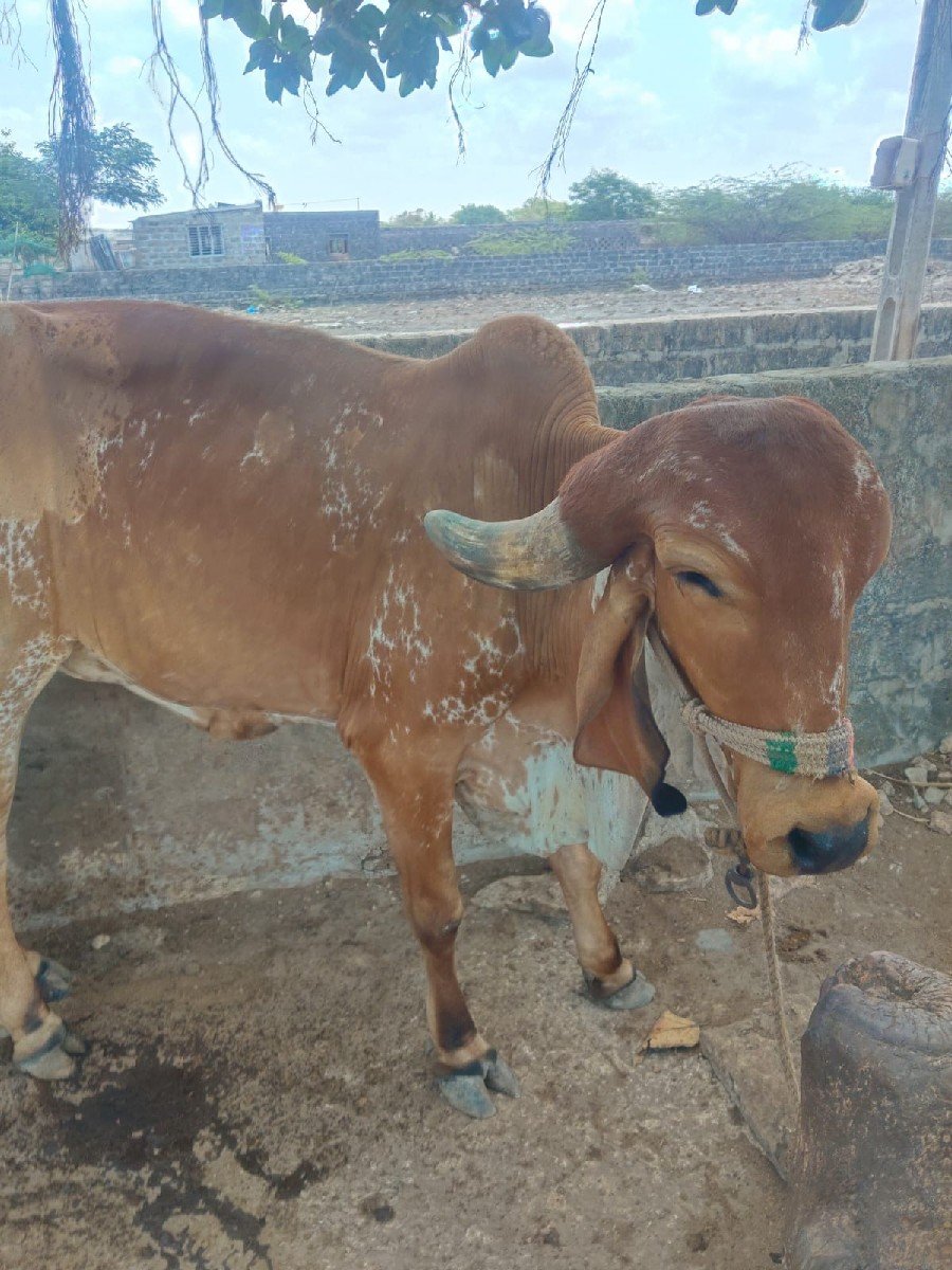 ગીર ઓડકી વેચવાની છે