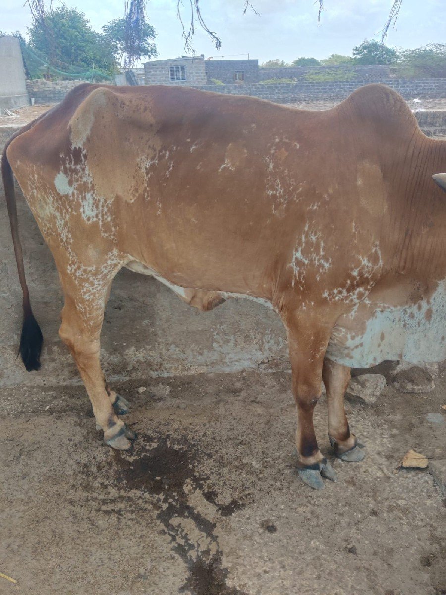 ગીર ઓડકી વેચવાની છે