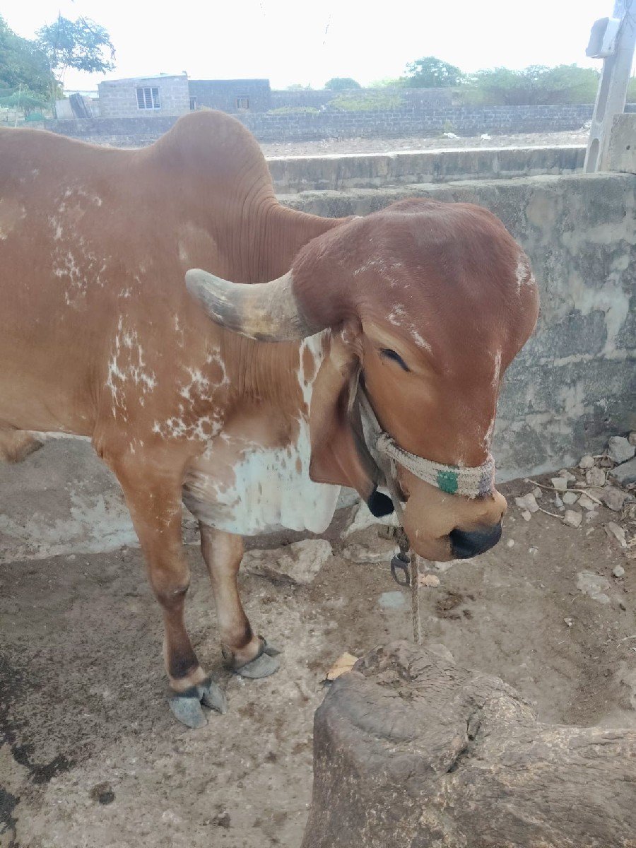ગીર ઓડકી વેચવાની છે