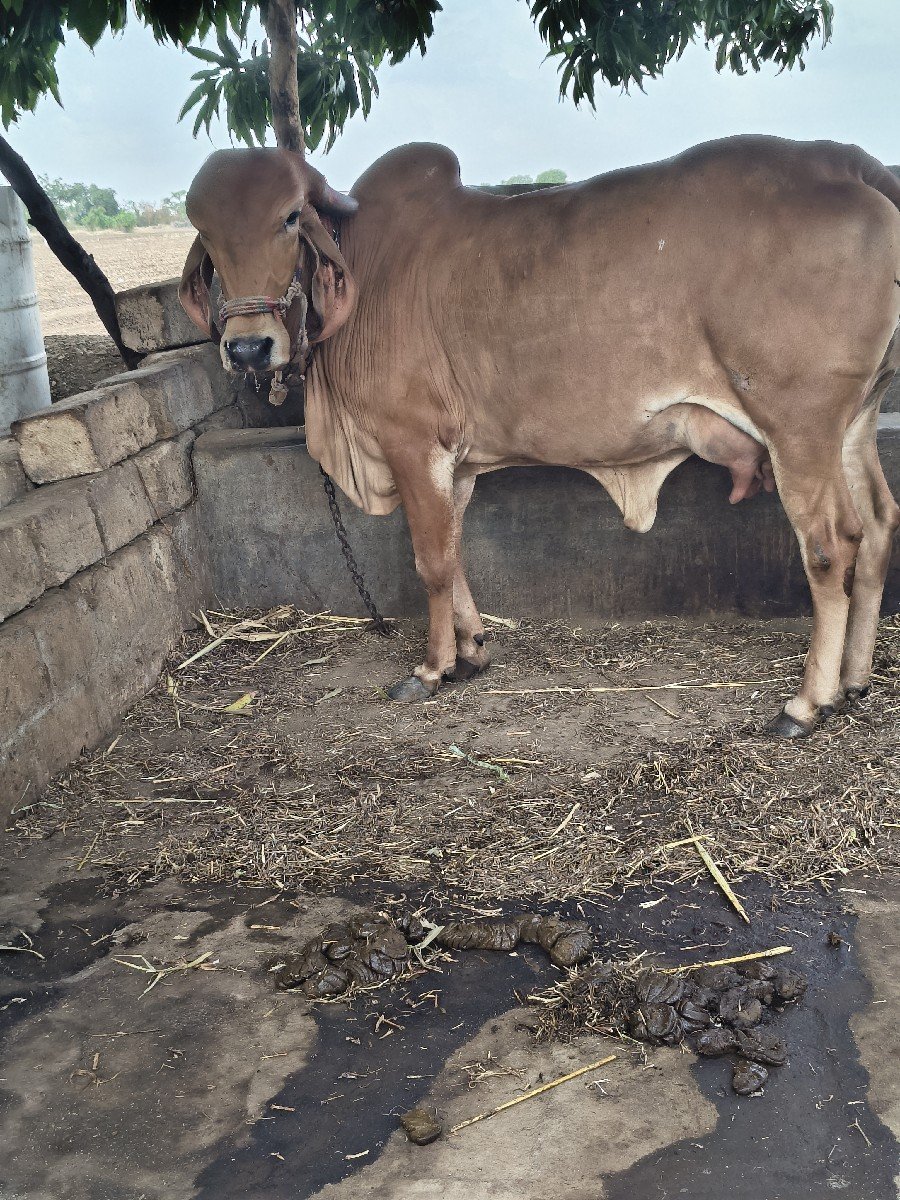 ગીર ગાય વેચવાની છે