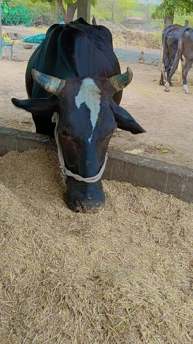 ક્રોશ ઓડકી વેચવાની છે