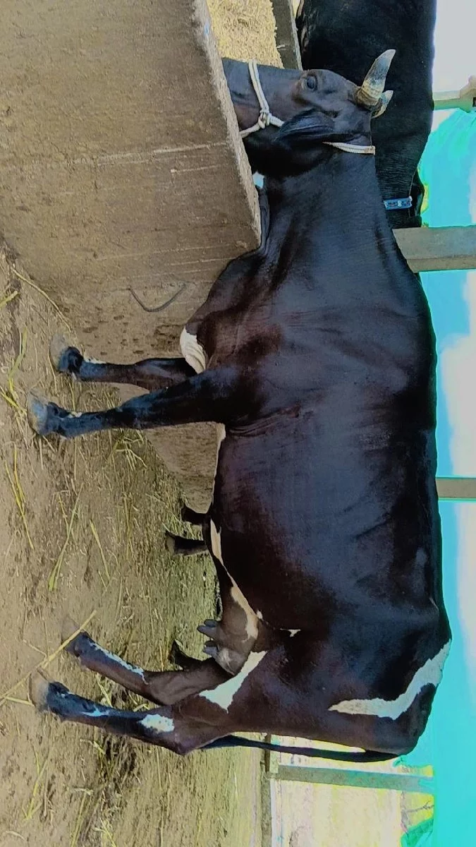 ક્રોશ ઓડકી વેચવાની છે