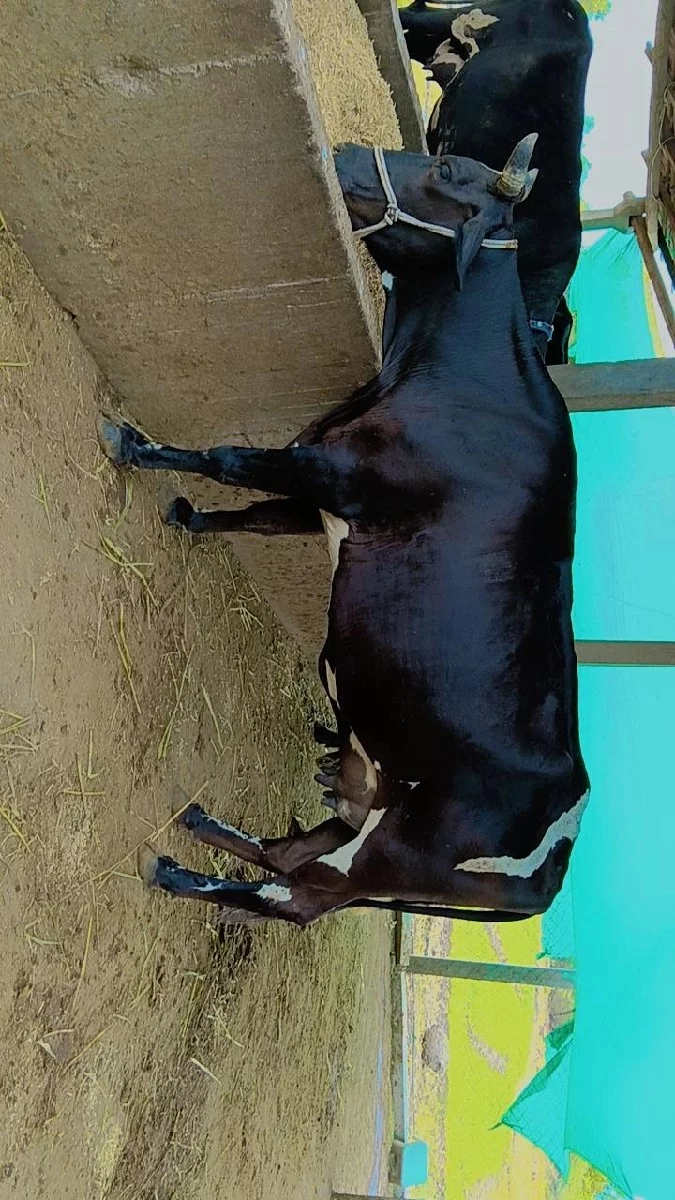 ક્રોશ ઓડકી વેચવાની છે