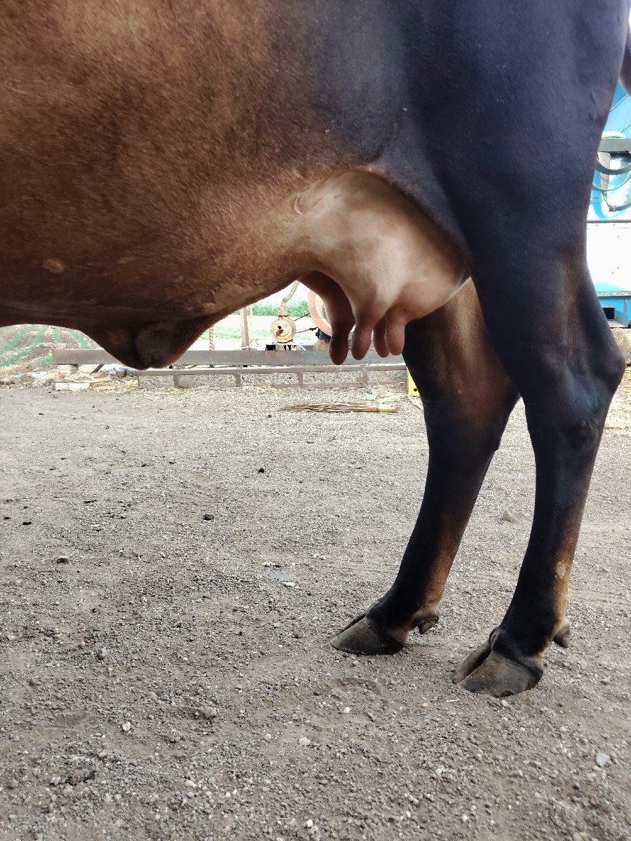 જર્સી ક્રોસ ગાય વેચવાની છે