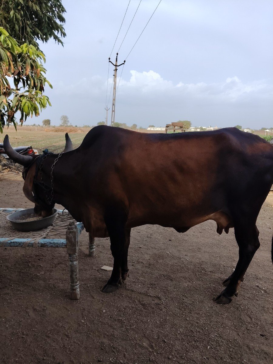 જર્સી ક્રોસ ગાય વેચવાની છે