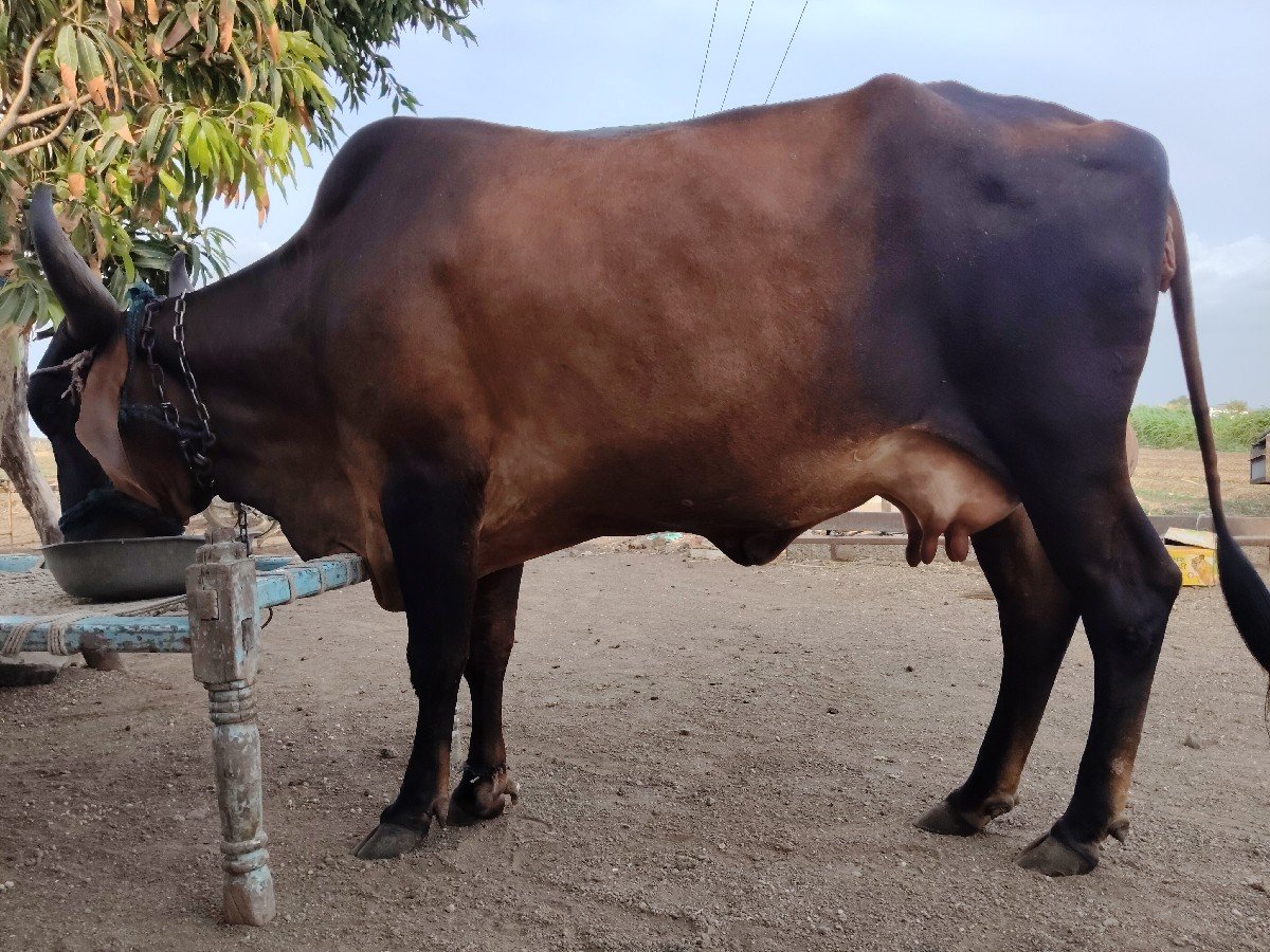 જર્સી ક્રોસ ગાય વેચવાની છે