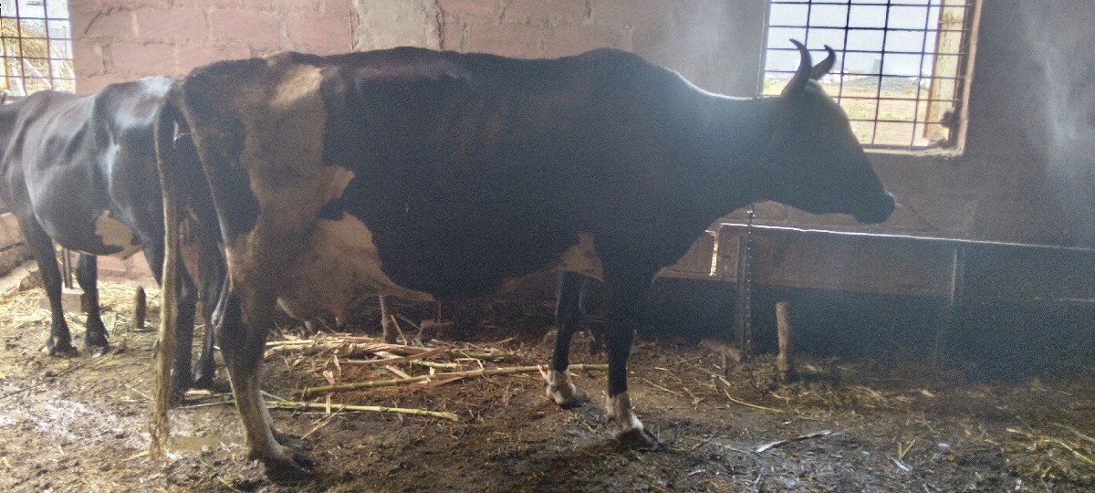 ચોથો વેતર