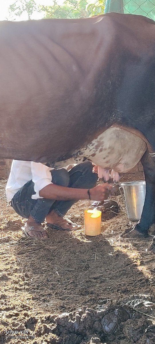 આ ગાય વેચવાની છે