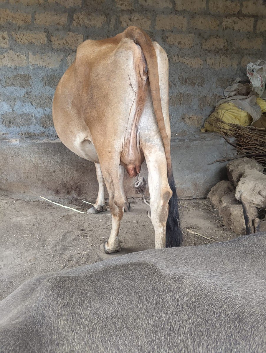 veshavani