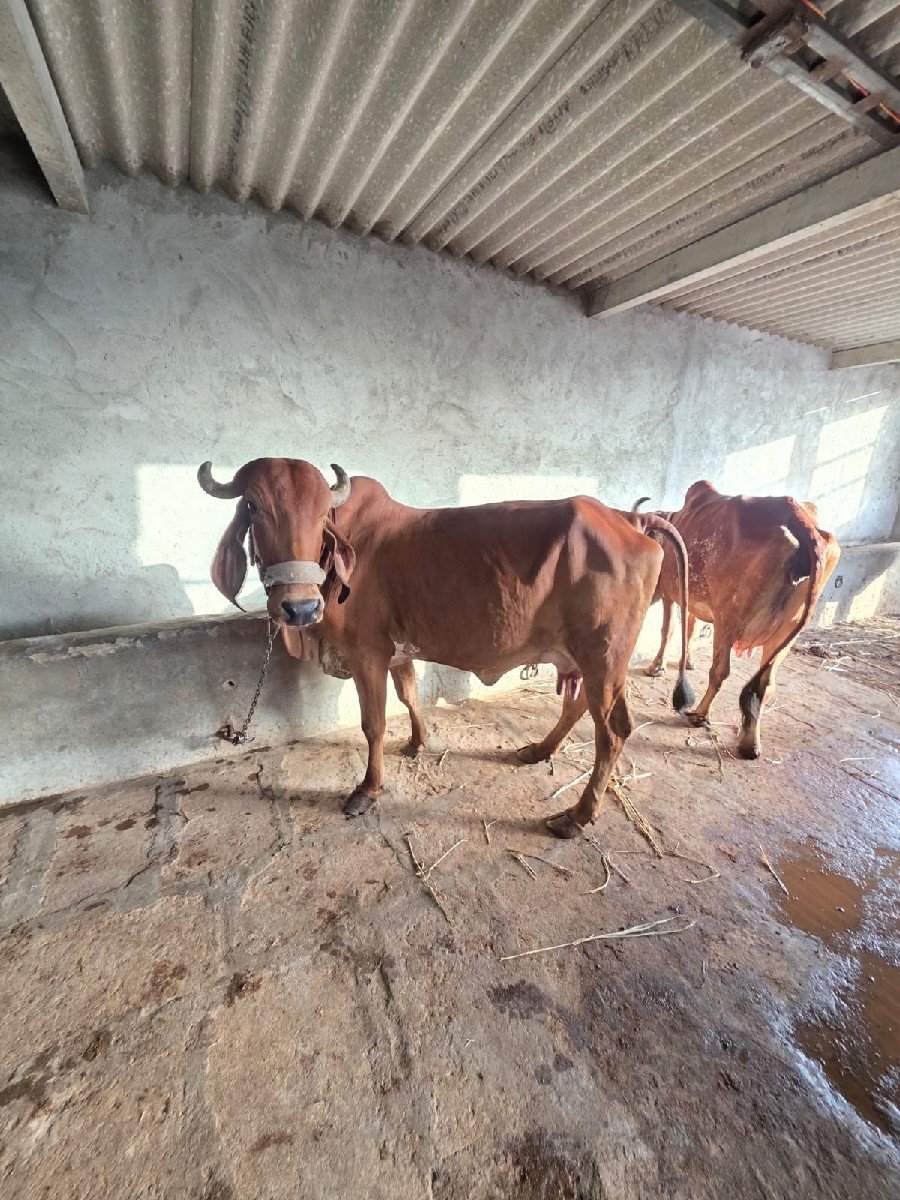 આદત પરા