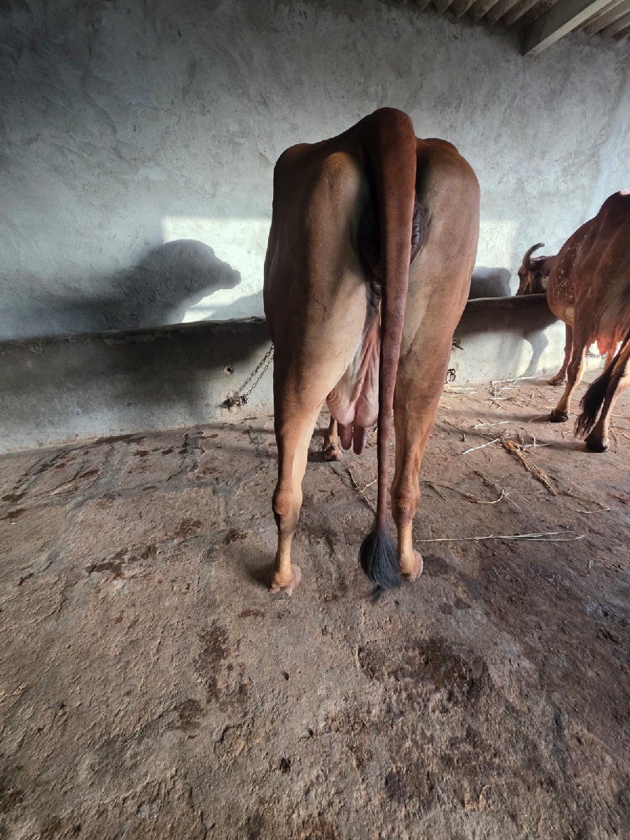 આદત પરા
