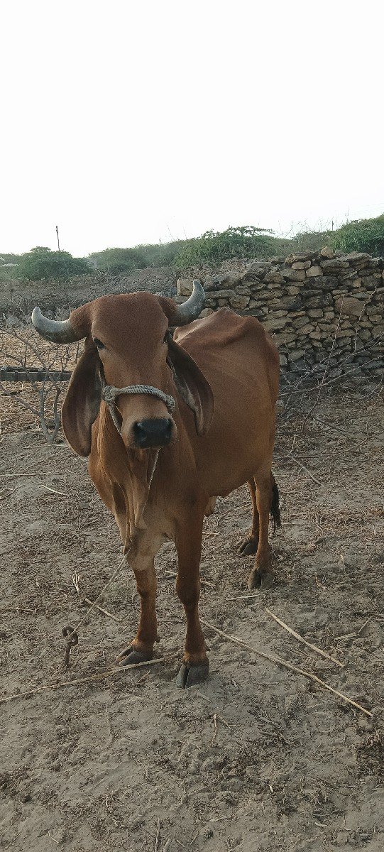 ગાય વેચવાની છે