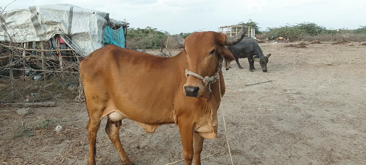 ગાય વેચવાની છે