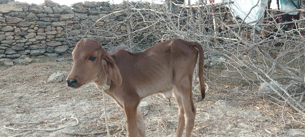 ગાય વેચવાની છે