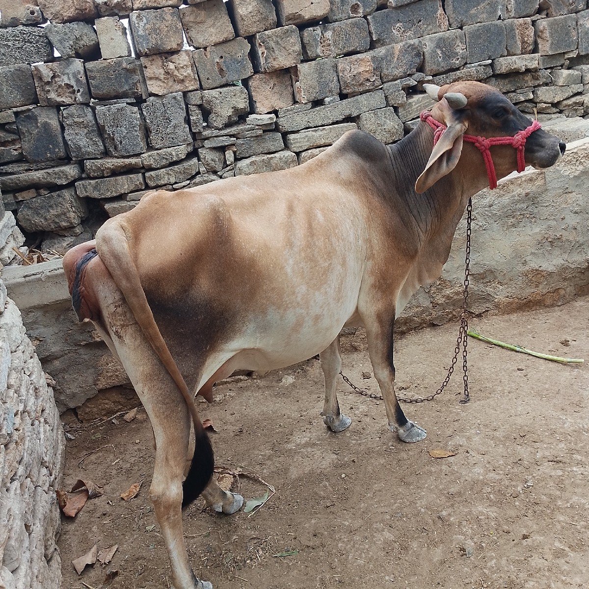 ગાય વેચવાની છે પેલા વેધરમાં છે