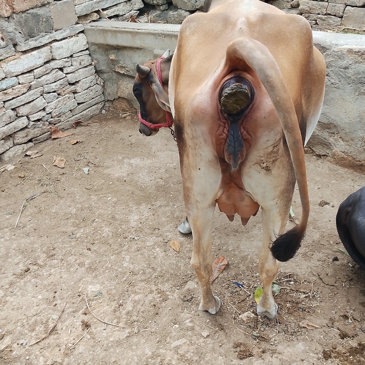 ગાય વેચવાની છે પેલા વેધરમાં છે