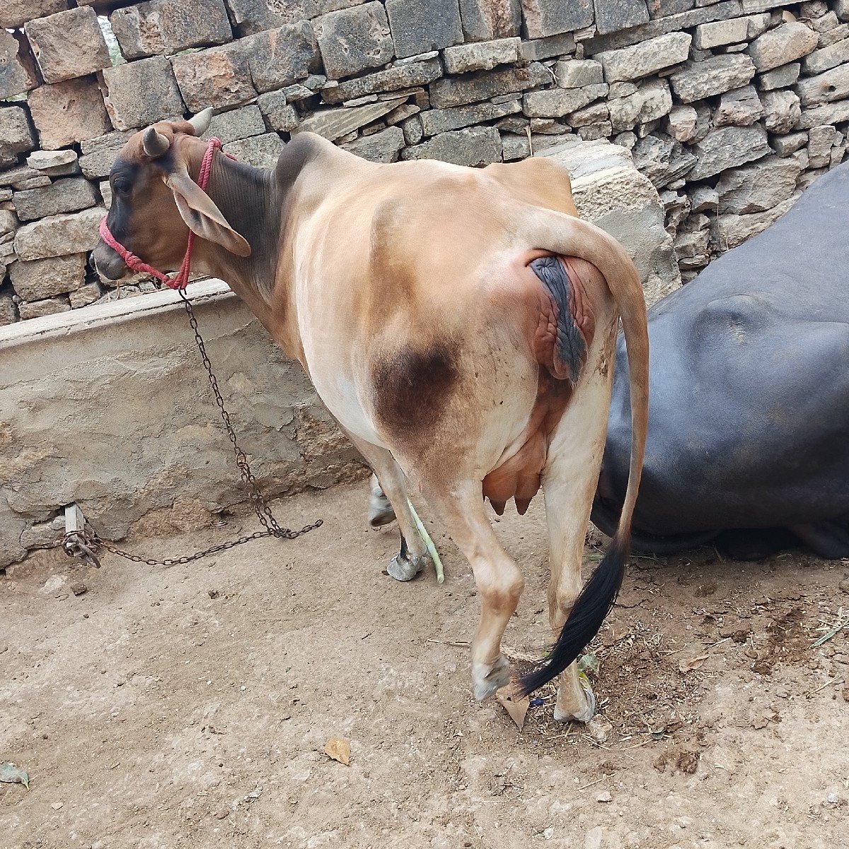 ગાય વેચવાની છે પેલા વેધરમાં છે
