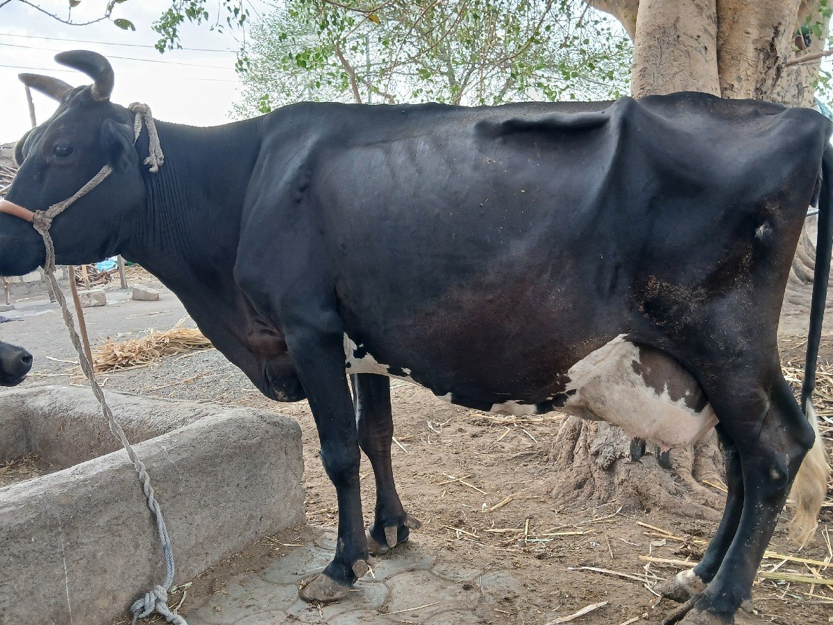 3 વેતર