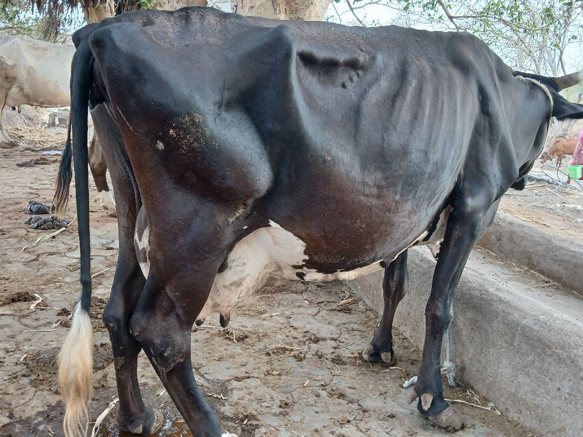 3 વેતર