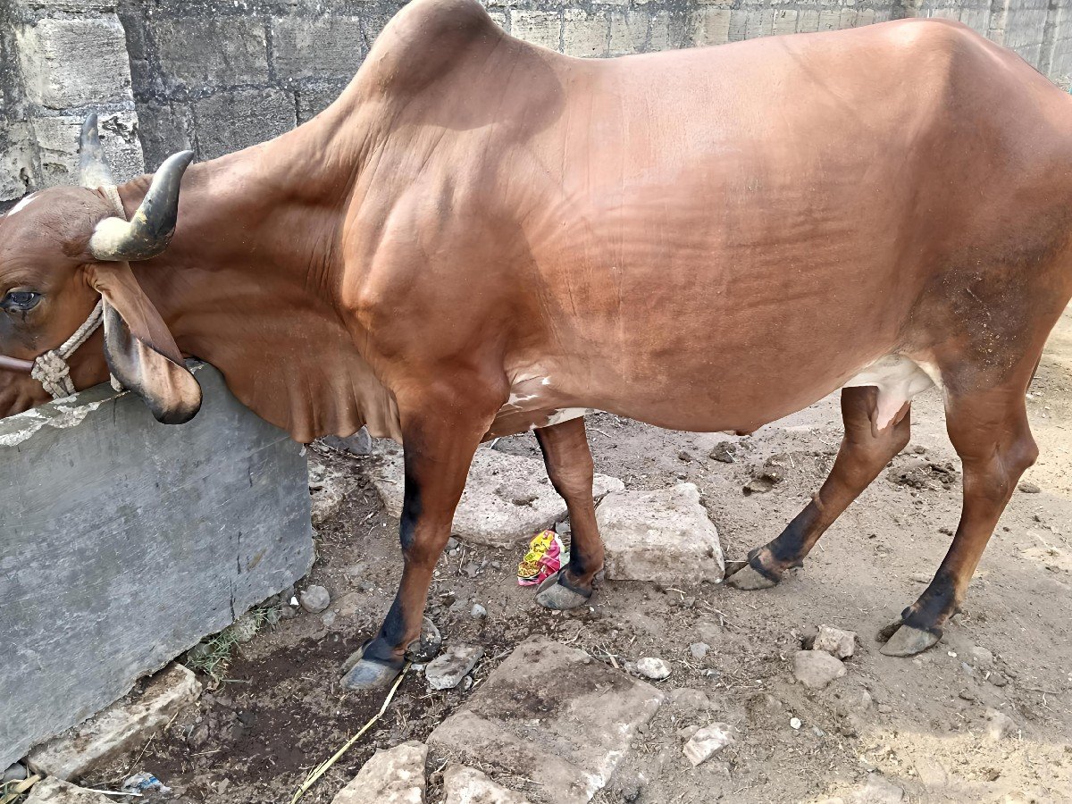 ગાય