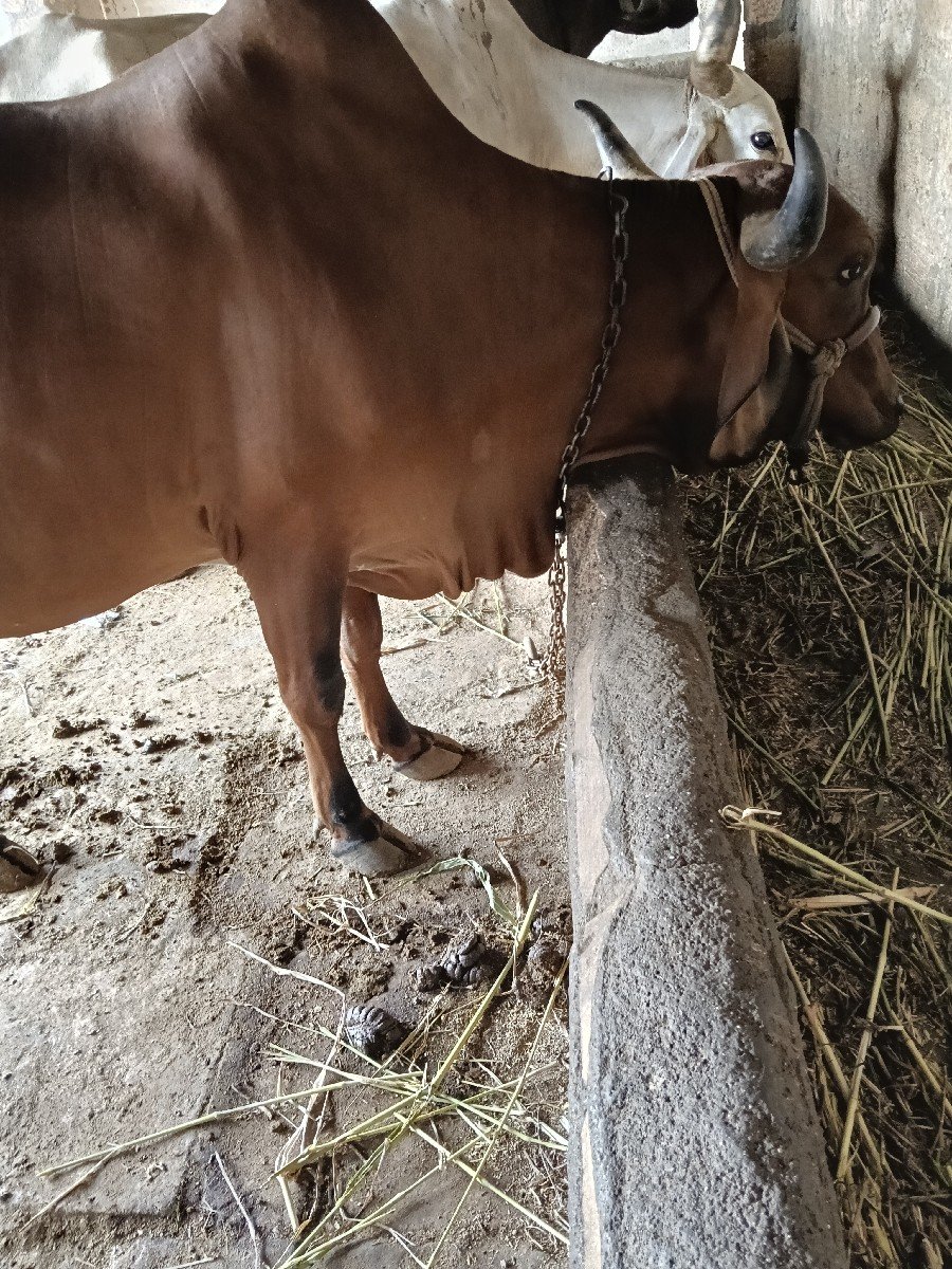 ગાય
