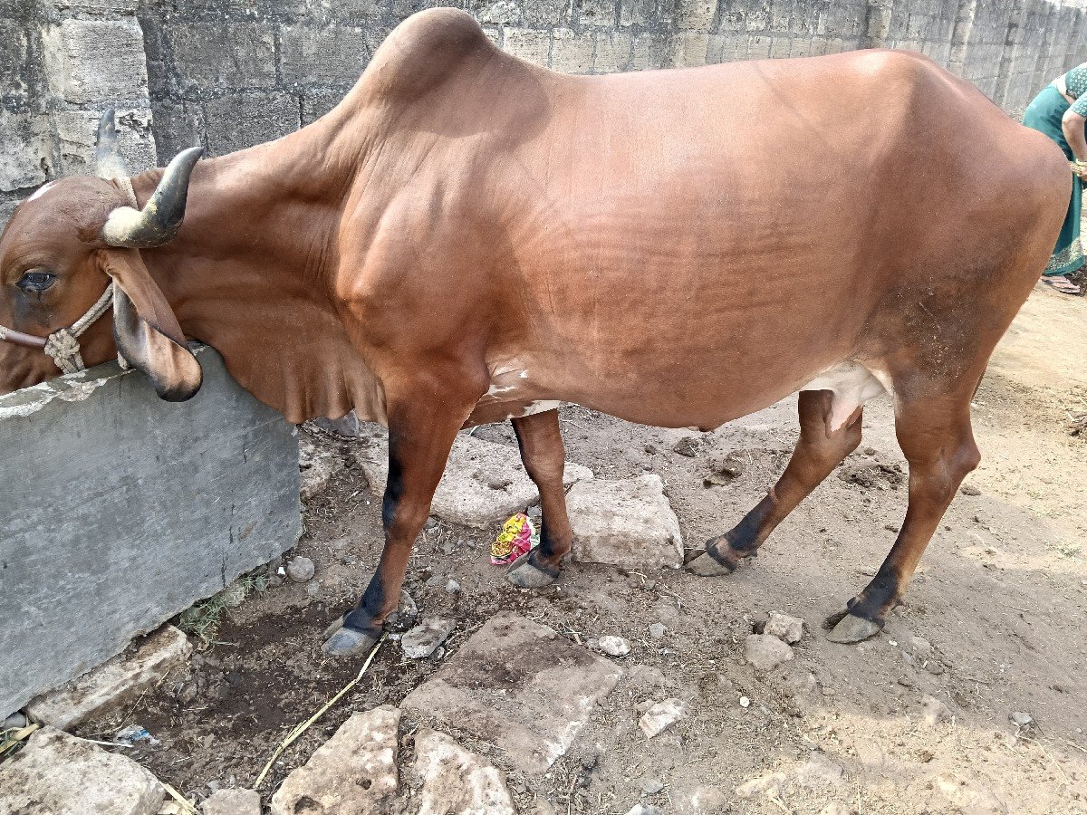 ગાય