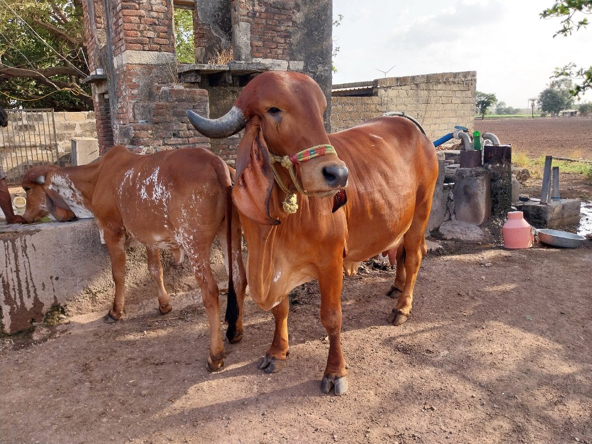 ઓરિજનલ ગીર ગાય વેચવાની છે.