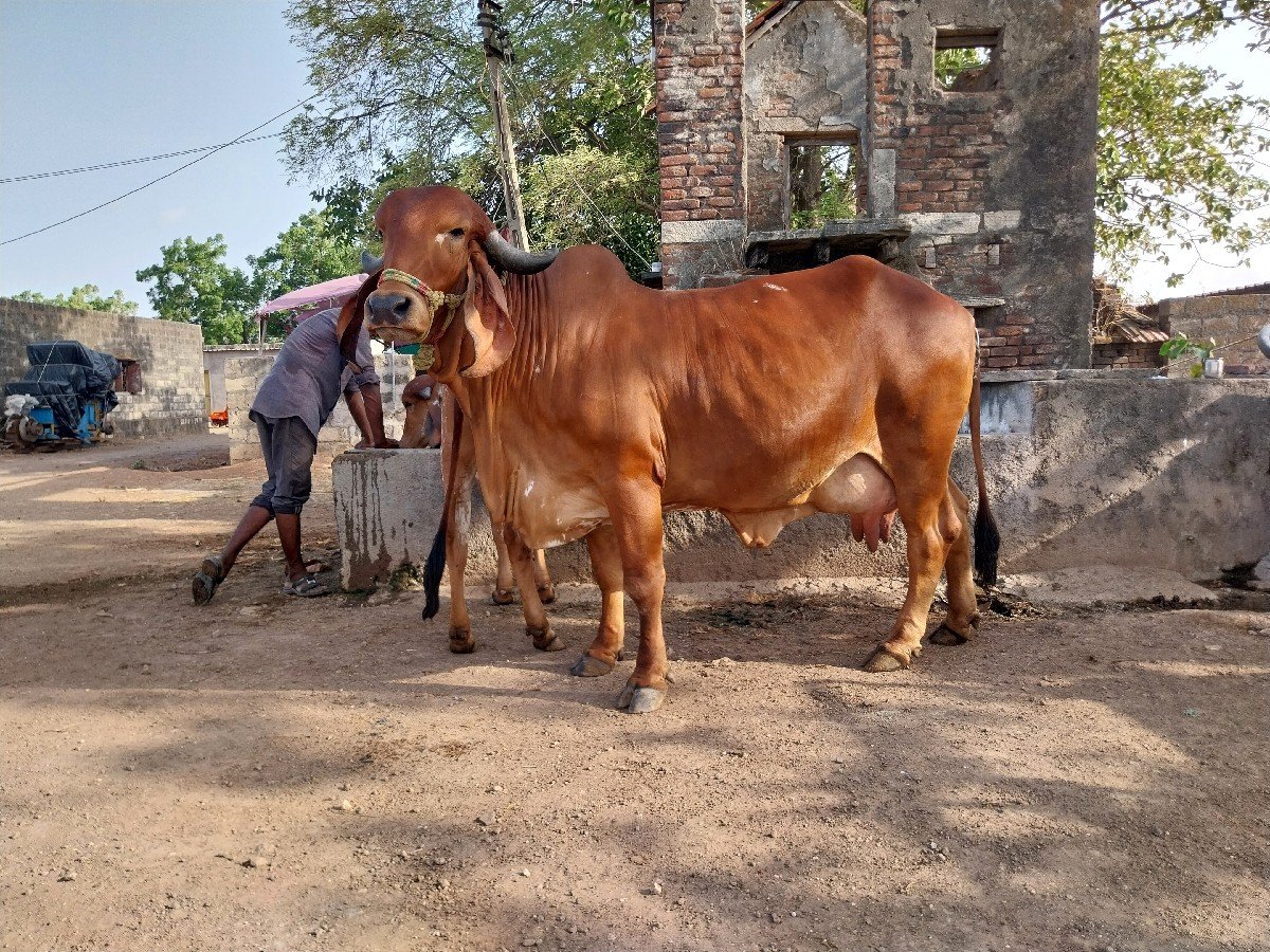 ઓરિજનલ ગીર ગાય વેચવાની છે.