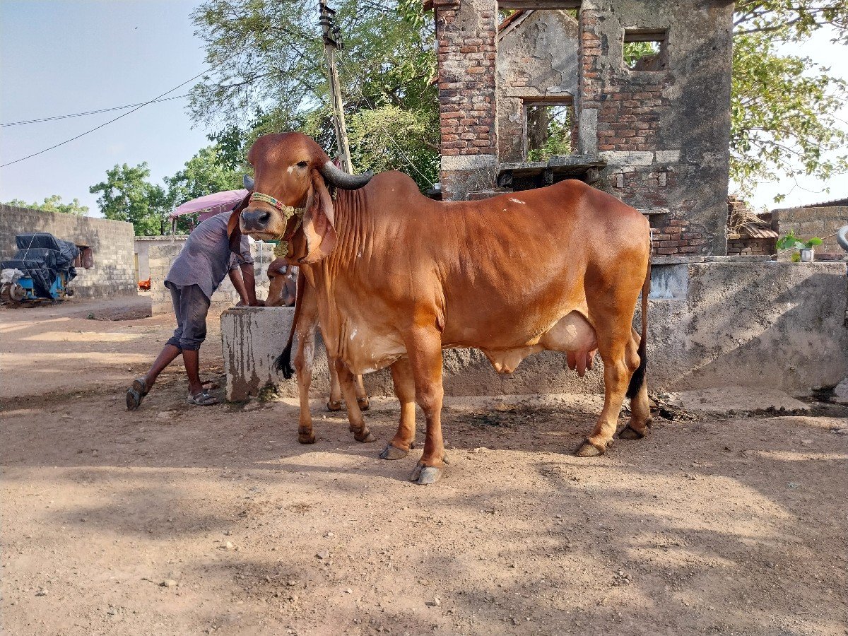 ઓરિજનલ ગીર ગાય વેચવાની છે.