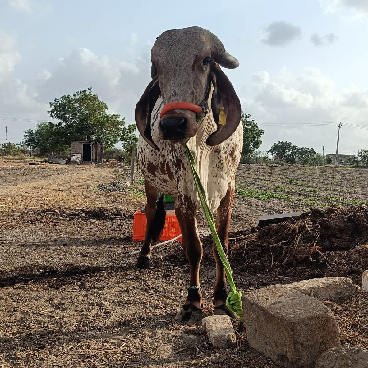 પેલું વેતર ગીર ગાય વેચવાની છે