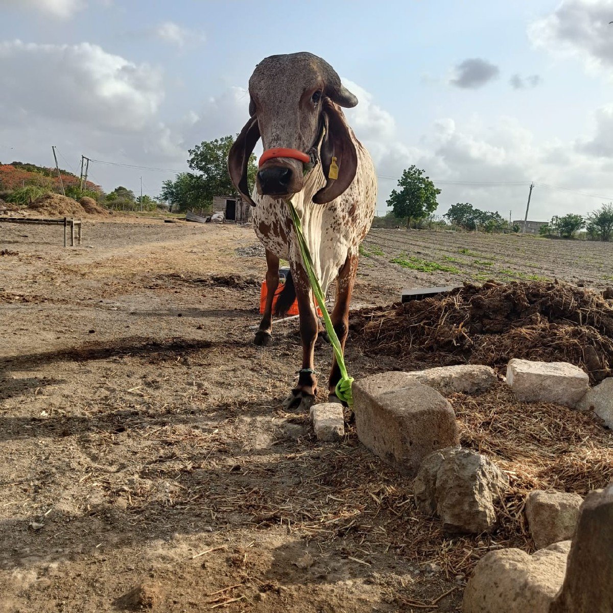 પેલું વેતર ગીર ગાય વેચવાની છે