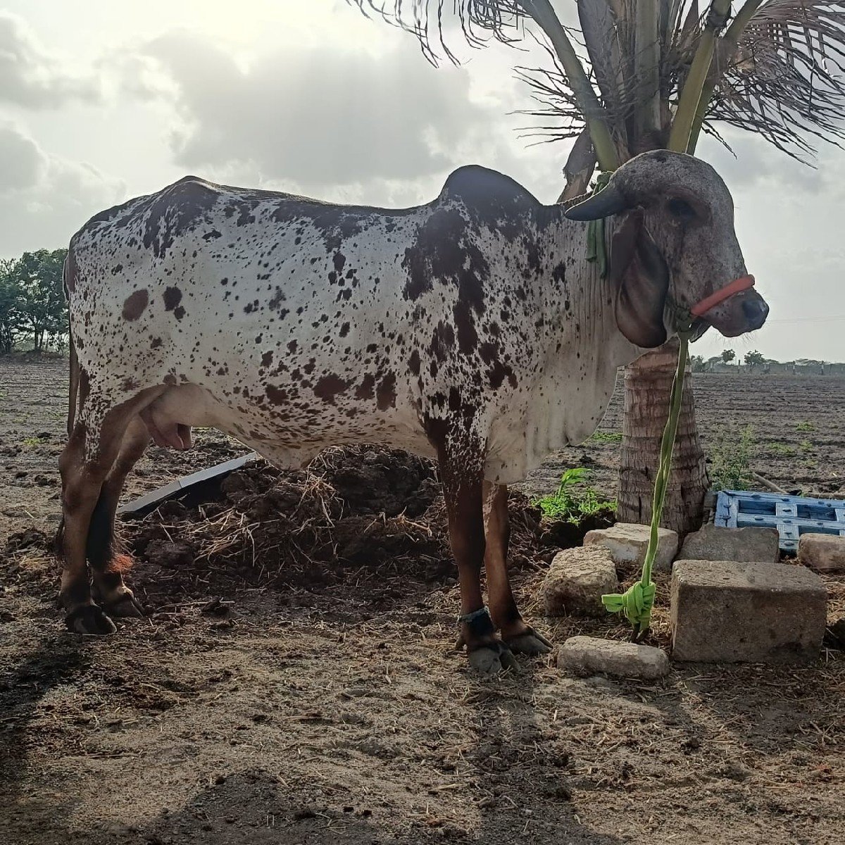 પેલું વેતર ગીર ગાય વેચવાની છે
