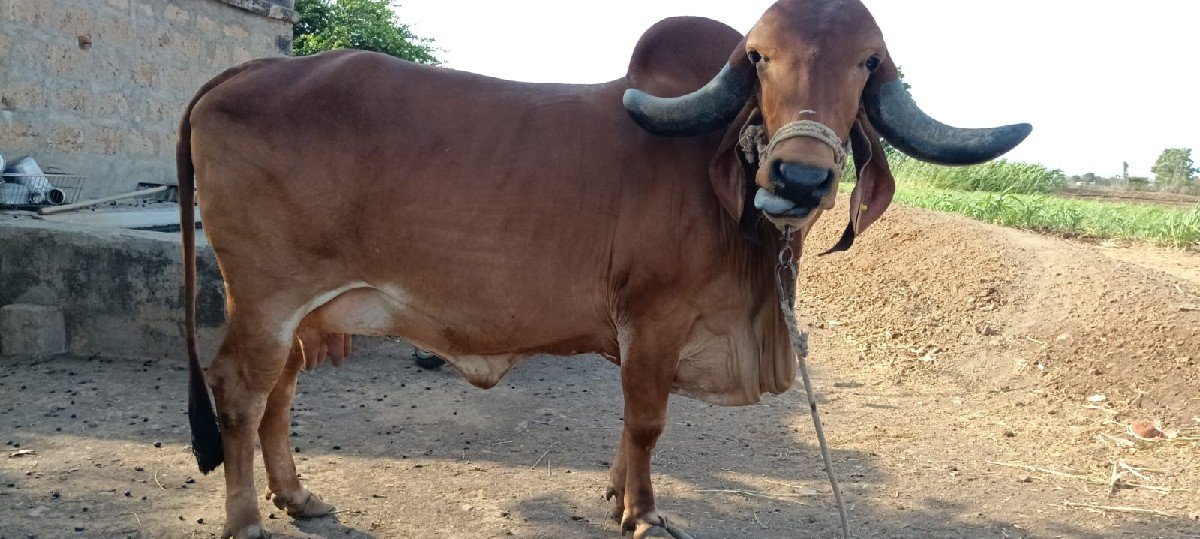 vechavani se jene levi hoy tene
વ