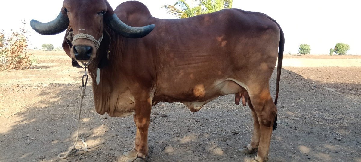vechavani se jene levi hoy tene
વ