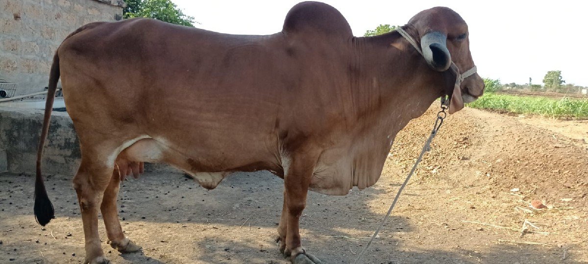 vechavani se jene levi hoy tene
વ