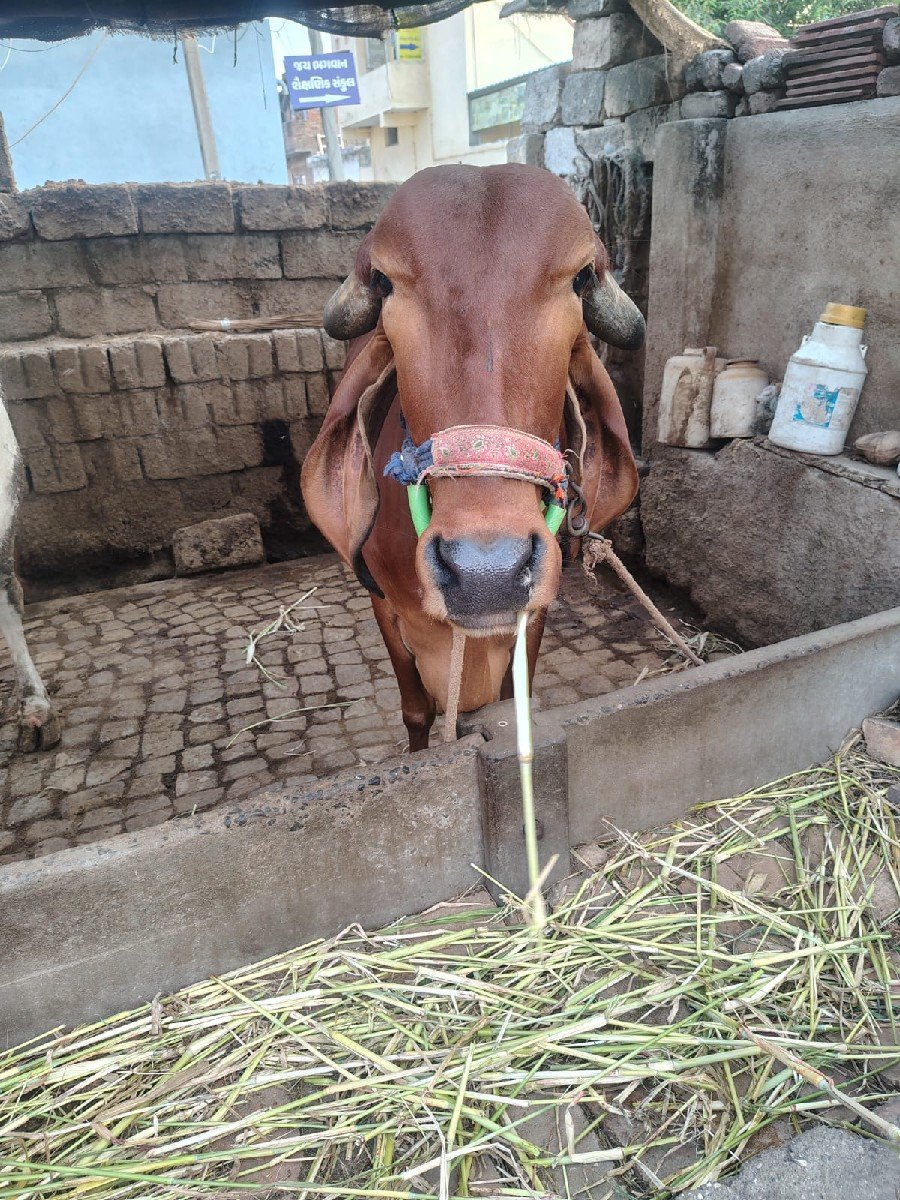 પેલું વેતર વીયાસે ગીર ગાય વેચવાની