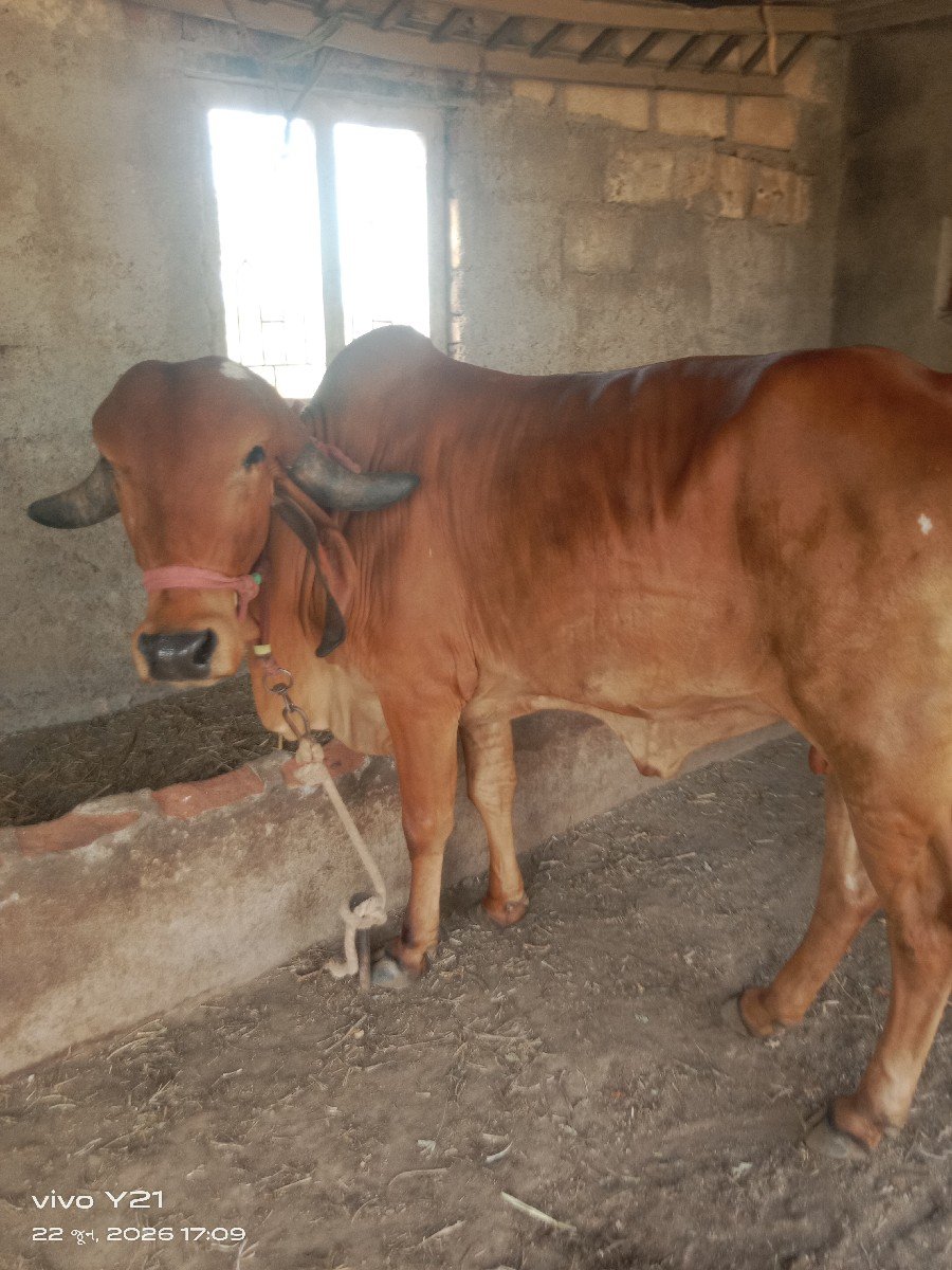 ગીર ગાય