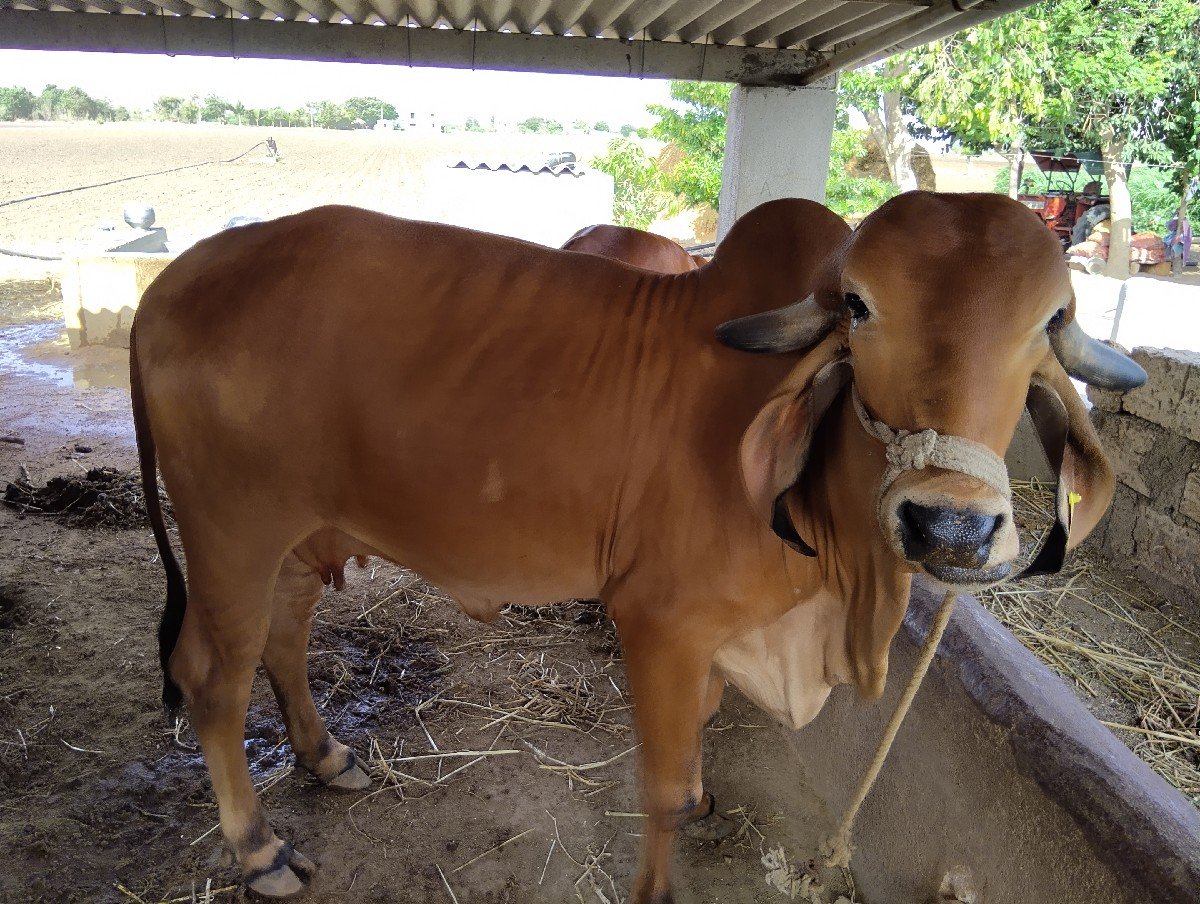 ગીર ગાય વેચવાની છે