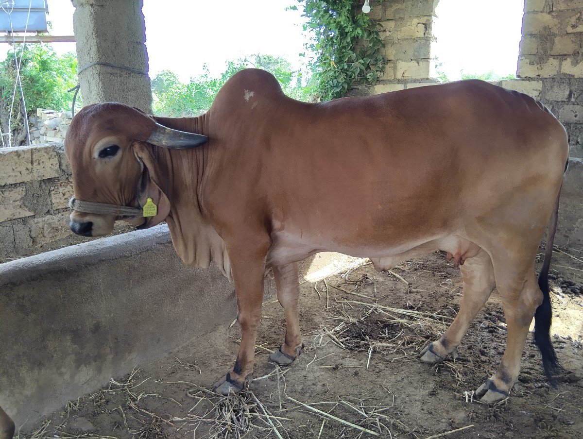 ગીર ગાય વેચવાની છે