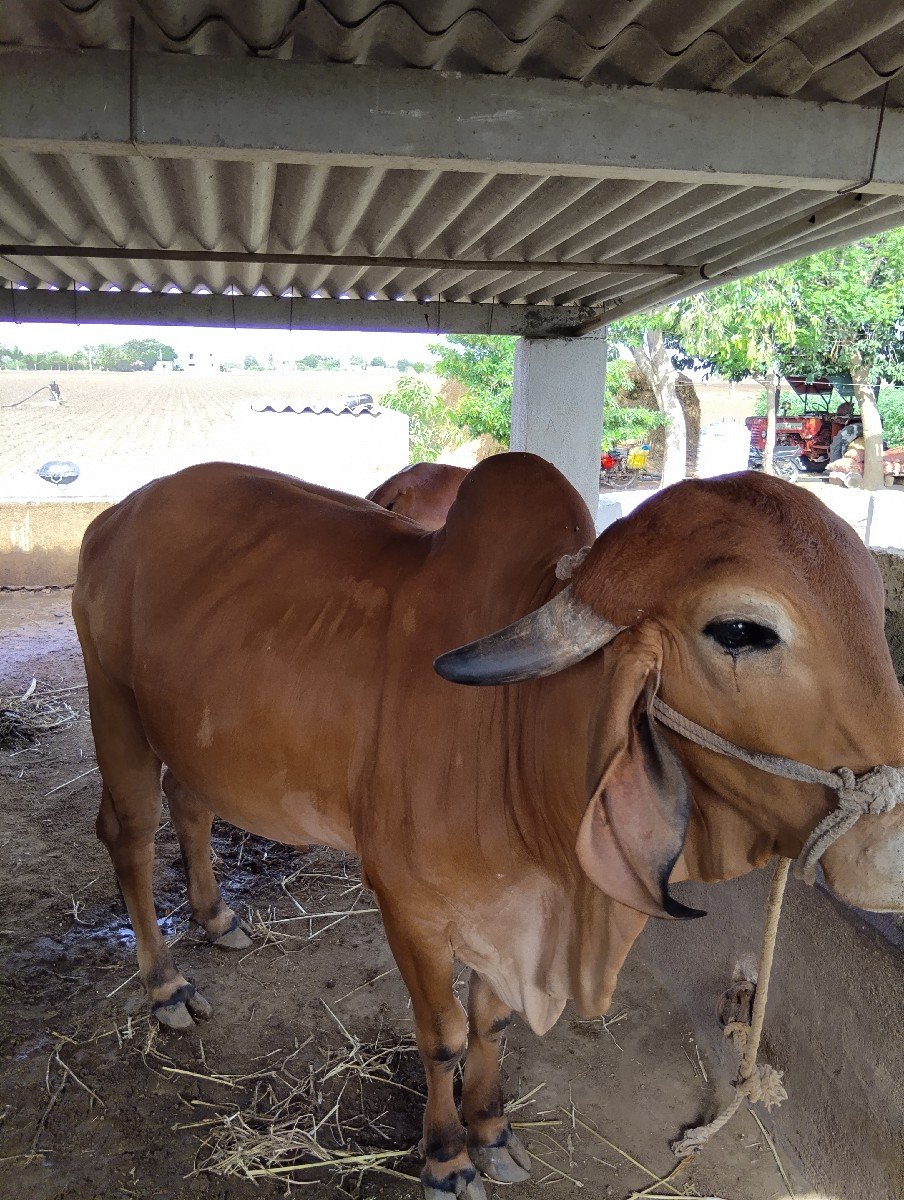 ગીર ગાય વેચવાની છે