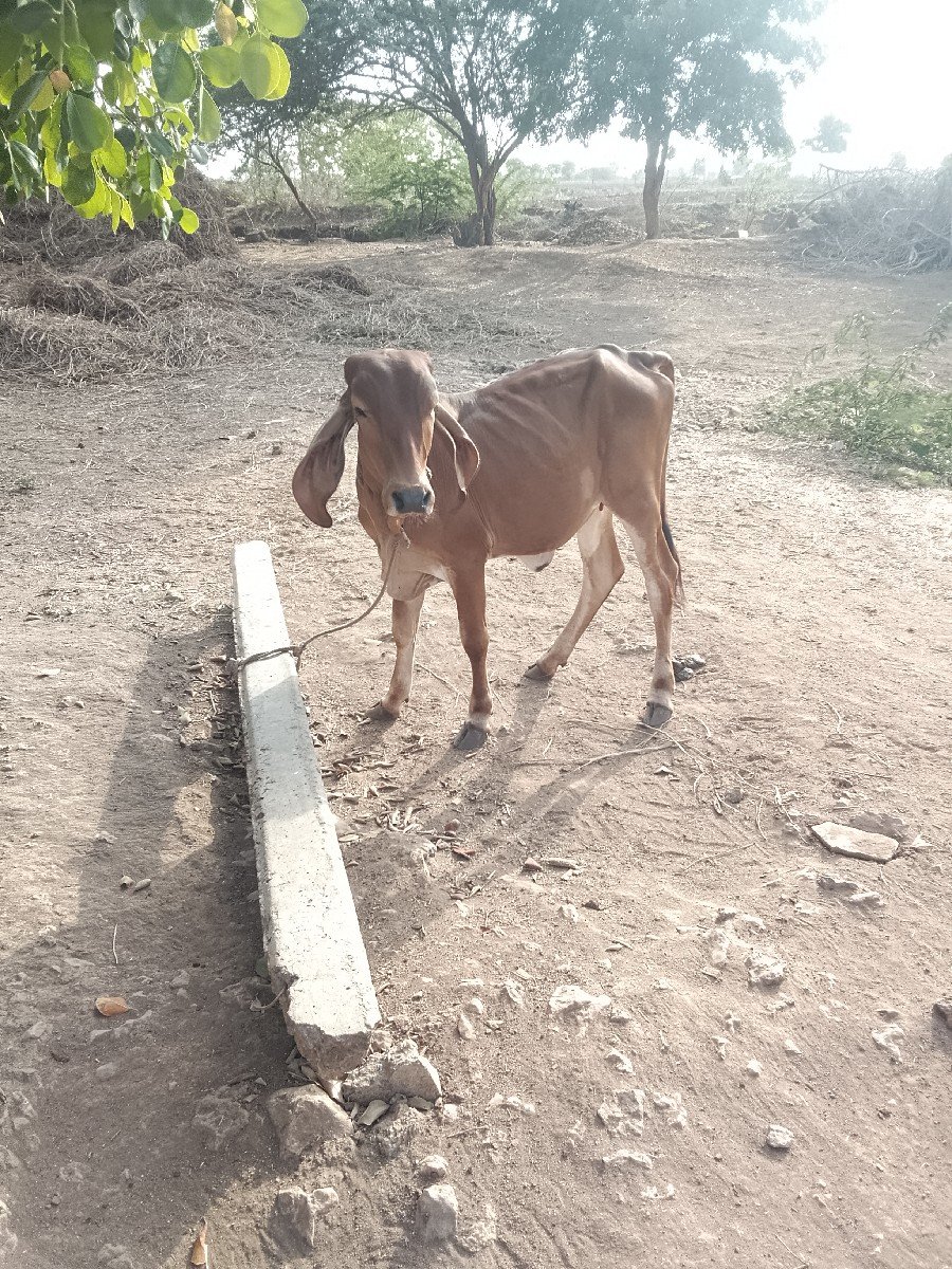 ઞીર.વાછડી.