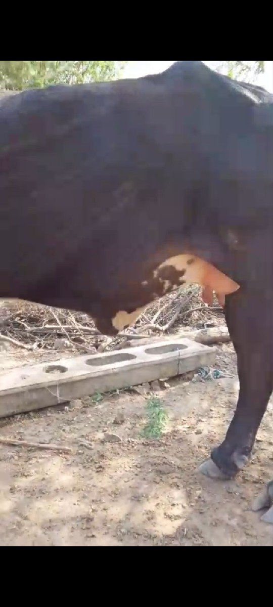 જરશી