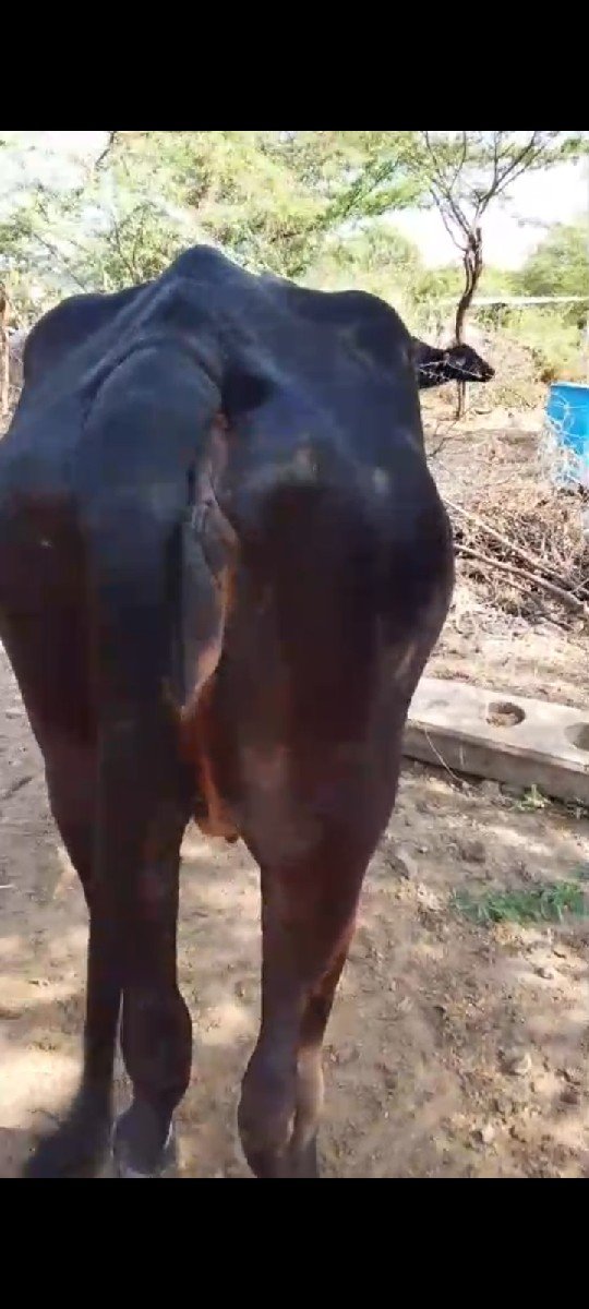 જરશી